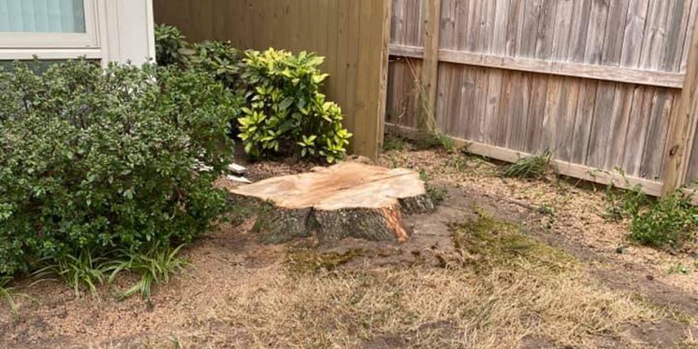 How to Remove a Large Tree Stump - Effective Methods